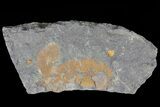 Ordovician Soft-Bodied Fossil (Duslia?) - Morocco #80274-1